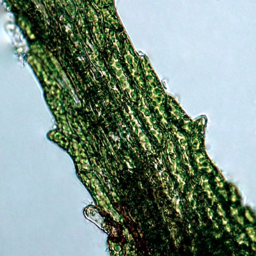 Ephemerum spinulosum